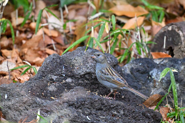 クロジ gray bunting
