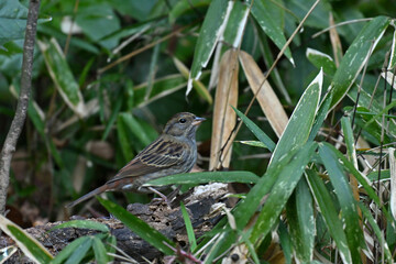 クロジ gray bunting
