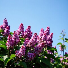 Fototapeta premium Lilac bush with blooming flowers under the clear sky, lilac, bush