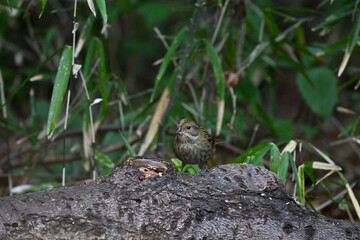 クロジ gray bunting