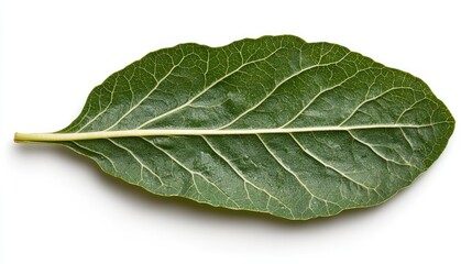Obraz premium A single green bay leaf showcasing its detailed vein structure.