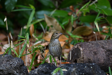 クロジ gray bunting