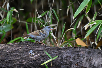 クロジ gray bunting