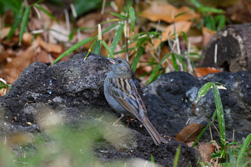クロジ gray bunting