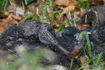 クロジ gray bunting