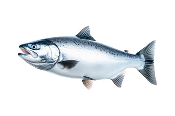 Fototapeta premium Silver salmon fish with fine details, textured scales and fins isolated on white transparent background. Concept of aquatic life