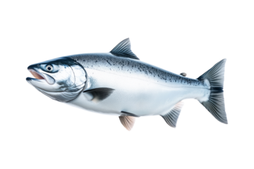 Silver salmon fish with fine details, textured scales and fins isolated on white transparent background. Concept of aquatic life