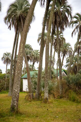 palm trees in the park