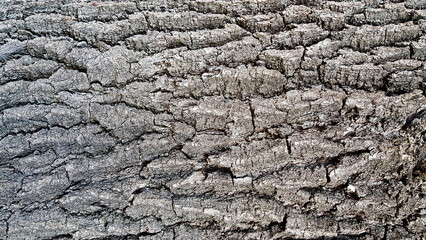 Close up of tree bark texture. Wooden background