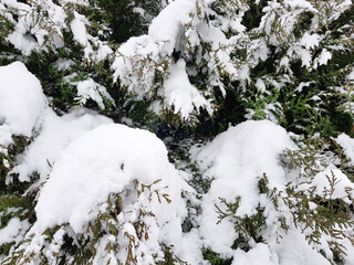 Snow on the branches of a tree.