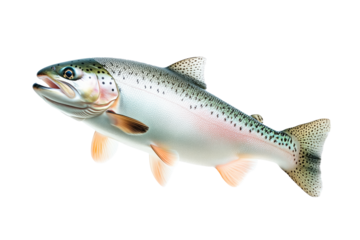 Closeup of trout fish with spotted scales, fins and open mouth isolated on white transparent background, concept of wildlife