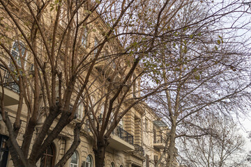 leafless tree near a building