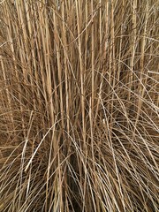 dry reed branches medium shot