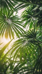 Fototapeta premium Copy space of blur green palm leaf tree with bokeh sun ligth abstract texture background. Ecology and environment concept. Vintage tone filter effect color style.