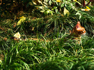A Bengal leopard cat crawling in the grass. Its name is Hua Hua, and it is a male leopard cat. It's very mischievous and cute, we all love it very much.