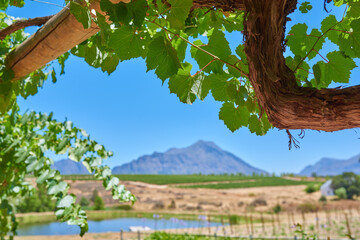 Outdoor, vineyard or branch of tree for farming sustainability, field or natural environment. Countryside, ecology or harvest with crops, water or agriculture for eco friendly agro business in nature