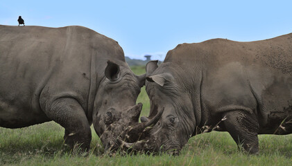 Fototapeta premium crash of southern white rhinos fighting in a headlock with horns interlocked in the wild plains of solio game reserve, kenya