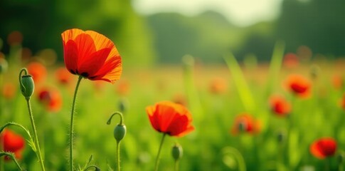 Obraz premium Red poppy blooms in the midst of lush green meadow, meadow, field