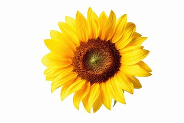 Bright Sunflower Isolated on White Background with Vibrant Yellow Petals and Rich Brown Center for Nature Themed Designs