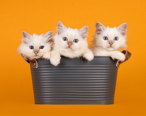 Three cute ragdoll kittens sitting in and peeking over edge of a a gray metal basket. Looking...