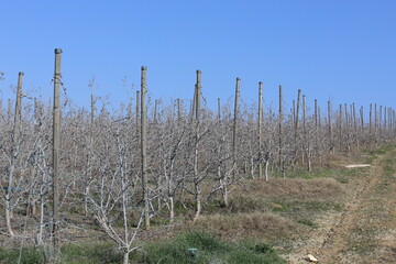 Obraz premium A well-kept dwarf apple orchard treated with Bordeaux mixture