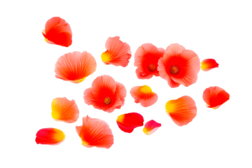 coral flowers and hollyhock petals on a transparent background