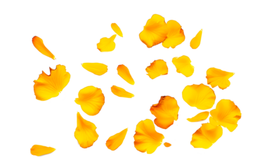 leaves of yellow roses isolated on white on transparent background