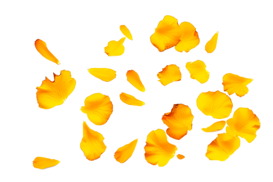 leaves of yellow roses isolated on white on transparent background