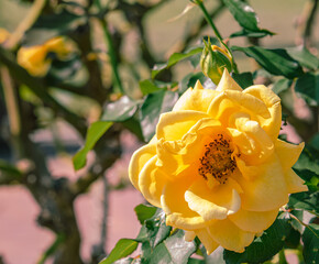 前橋バラ園　薔薇の花90