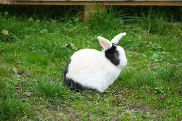 Black and white rabbit sitting on green grass