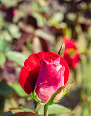 前橋バラ園　薔薇の花47