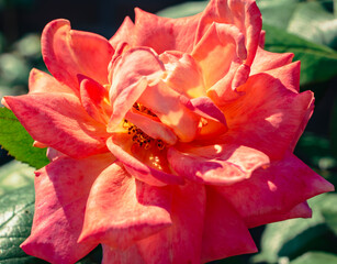 Fototapeta premium 前橋バラ園 薔薇の花45