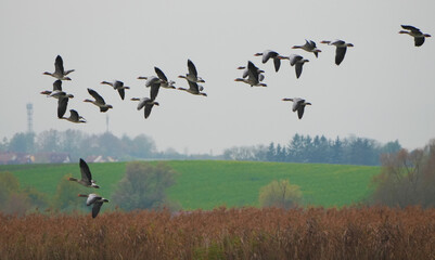 Flock of greyleg geese flying over rural landscape