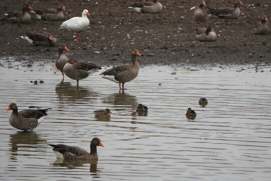 Geese and ducks gathered at a pond
