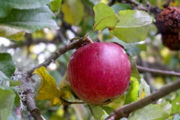 
a red apple hanging on a tree among green leaves.