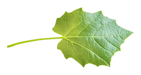 Green young vine leaf on a transparent background. isolated background.