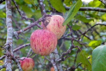 a large red apple with yellow stripes hanging from a tree among green leaves, with another apple in the background.