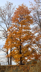 Fototapeta premium a tree with yellow leaves growing in the middle of a field with a forest and blue sky in the background.