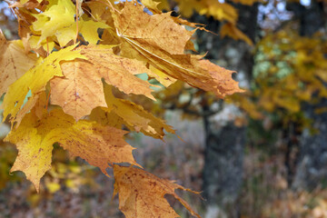 
shows yellow and brown maple leaves hanging from a tree while another tree is seen in the background.