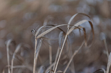 trawy © Ula