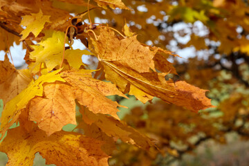 
yellow and brown maple leaves hanging from a tree while another tree is visible in the background.