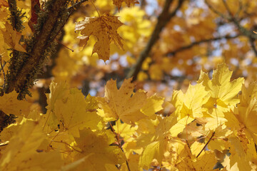 
maple leaves that have fallen to the ground, while a tree with yellow leaves can be seen in the background.