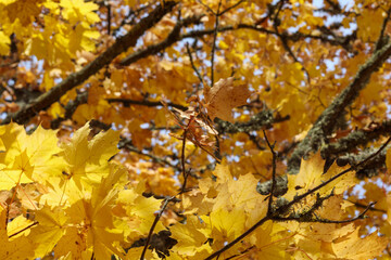 
yellow and brown maple leaves hanging from a tree while another tree is visible in the background.