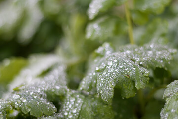 
green leaves with water drops visible.
