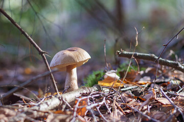 
a single mushroom with a brown cap and a white stalk growing in the forest on the ground among branches and leaves.