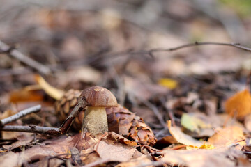 
a single brown mushroom that grows on the ground between trees and leaves.