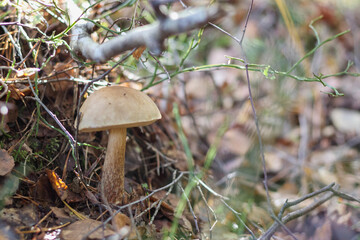 
a single mushroom with a brown cap and a white stalk growing in the forest on the ground among branches and leaves.