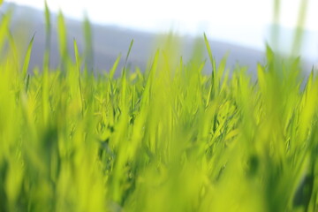 Lush green wheat blades forming a vibrant background