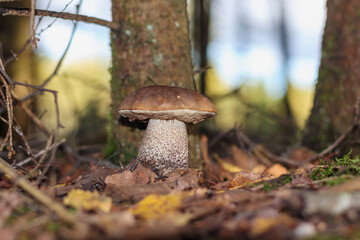 
a brown mushroom with a white stalk that grows in the forest among trees and leaves.