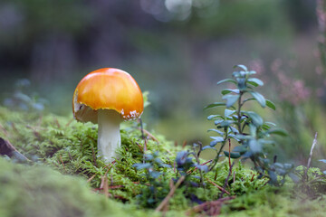 
a flycatcher with a red cap and white dots that grows in the forest among green mosses and bilberry bushes.